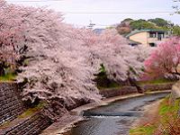 Inuyama festival